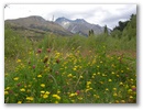 Blumenwiese.