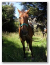 Glenorchy