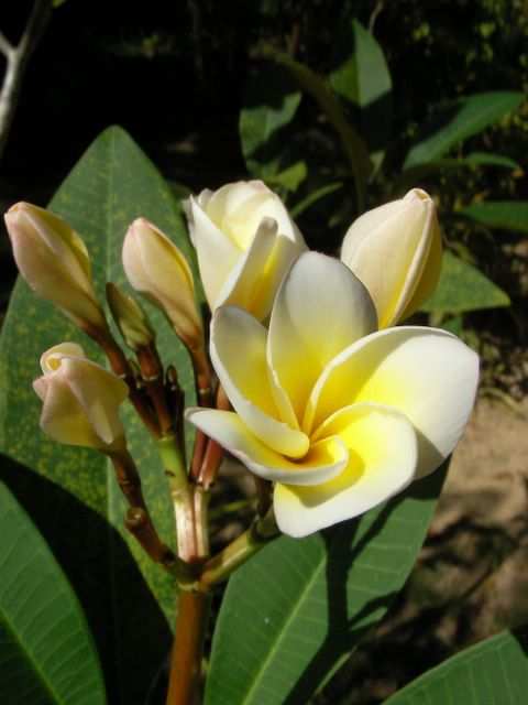 ...Blumen...