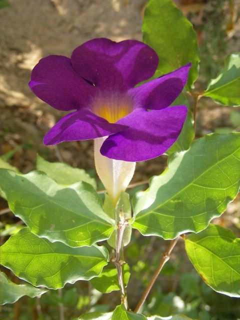 ...Blumen...