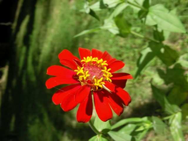 ...Blumen...