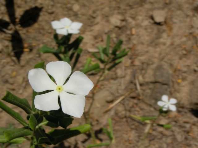 ...Blumen...