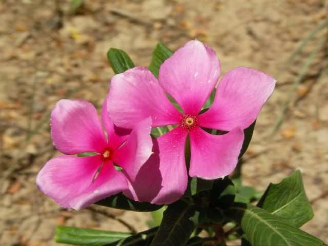 ...Blumen...