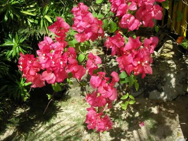 ...Blumen...