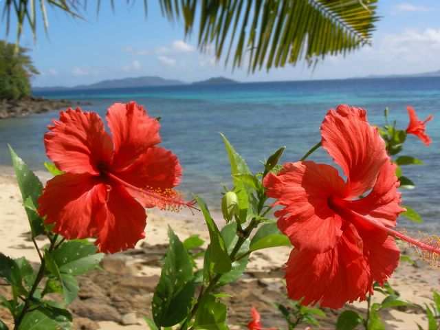 ...Blumen...
