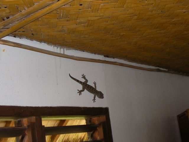 Und Geckos.