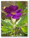 ...Blumen...