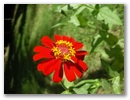 ...Blumen...