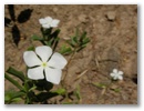 ...Blumen...