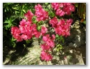 ...Blumen...