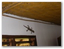 Und Geckos.