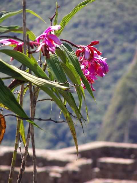 Inka Trail & Machu Picchu