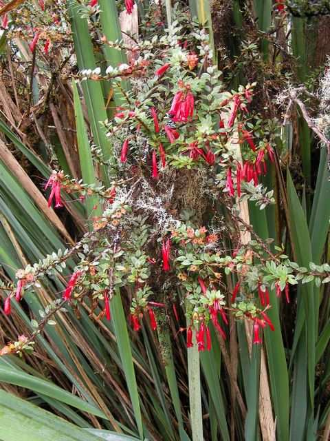 Blumen in rot.