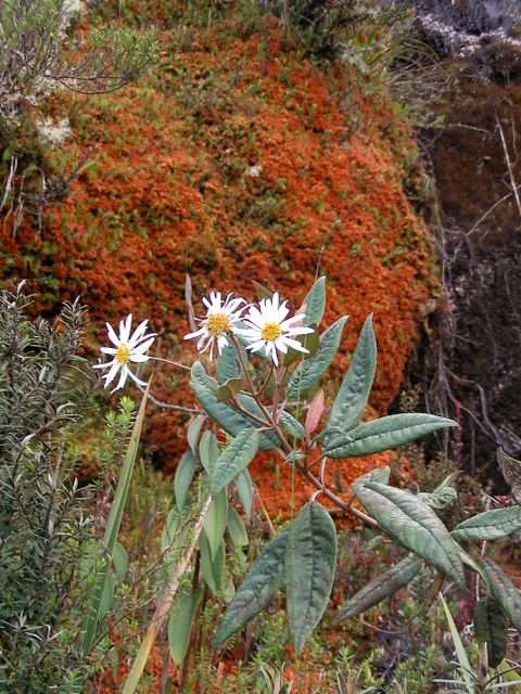 Noch ein wenig Vegetation geniessen.