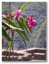 Inka Trail & Machu Picchu