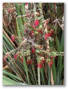 Blumen in rot.