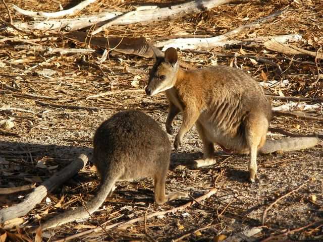 Erstmal sehen wir Wallabies, das sind kleine Kaengurus.