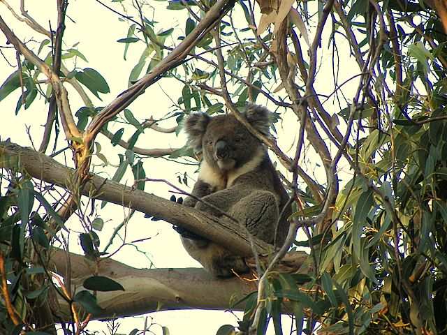 Tatsaechlich, ein Koala.