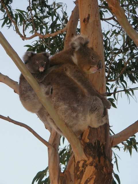 Mama Koala mit Nachwuchs.