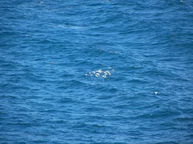Stattdessen ein Blick zu den Moewen auf dem Meer.