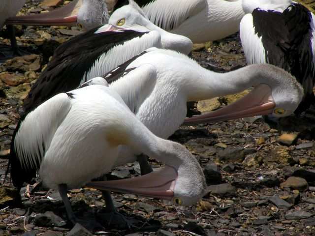 Pelikane 2