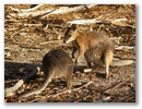 Erstmal sehen wir Wallabies, das sind kleine Kaengurus.