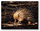 Das ist ein Echidna, ein australischer Ameisenigel.