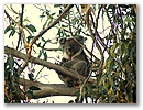 Tatsaechlich, ein Koala.