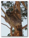 Mama Koala mit Nachwuchs.