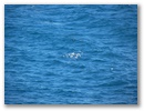 Stattdessen ein Blick zu den Moewen auf dem Meer.