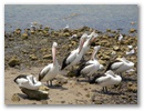 Pelikane 1