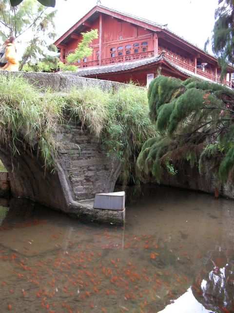 Lijiang - Mit vielen Goldfischen!