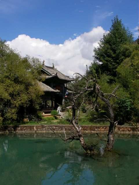 Lijiang - Tote Baeume mit Charme