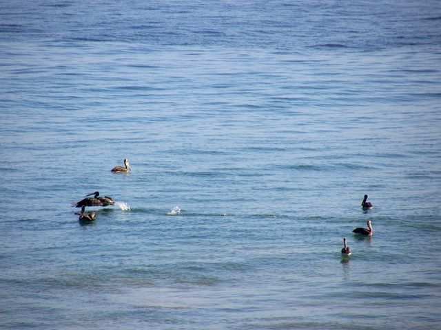 Mancora