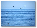 Mancora