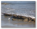 Mancora