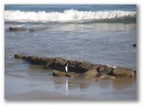 Mancora