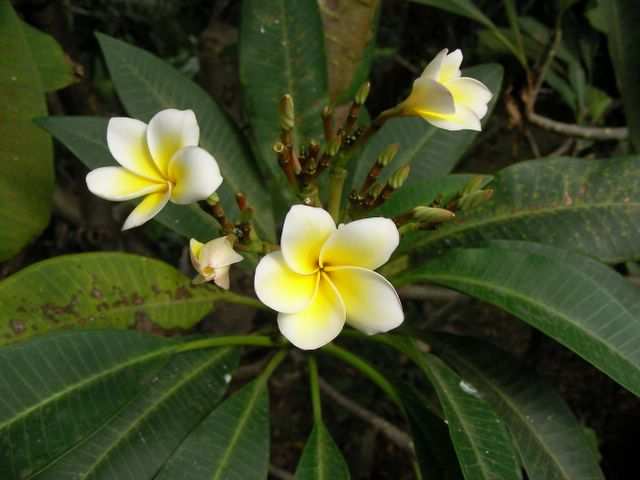 Blumen ueberall.