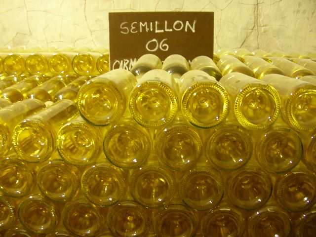 Und hier der Semillon 2006.
