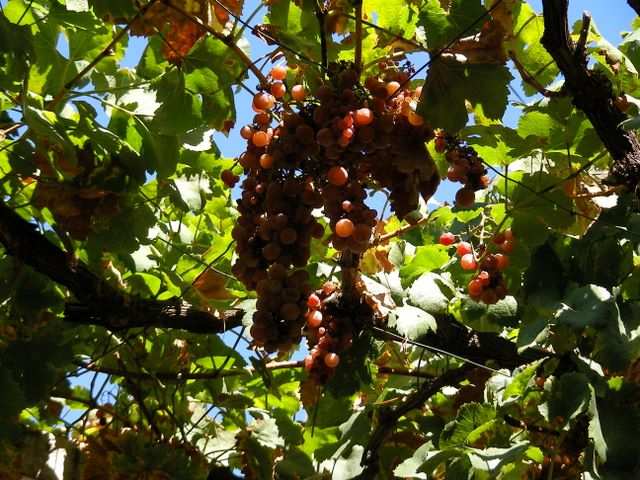 Schatten spenden die Weinstoecke.