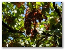 Schatten spenden die Weinstoecke.