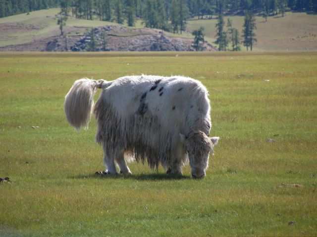 Mongolei-Tour