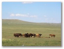 Mongolei-Tour