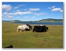 Mongolei-Tour