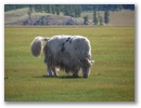 Mongolei-Tour