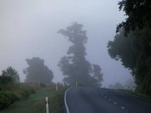 Es sieht fast aus wie ein Maerchenwald! (Ok, die Strasse stoert etwas!)