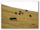 Ost-Tibet