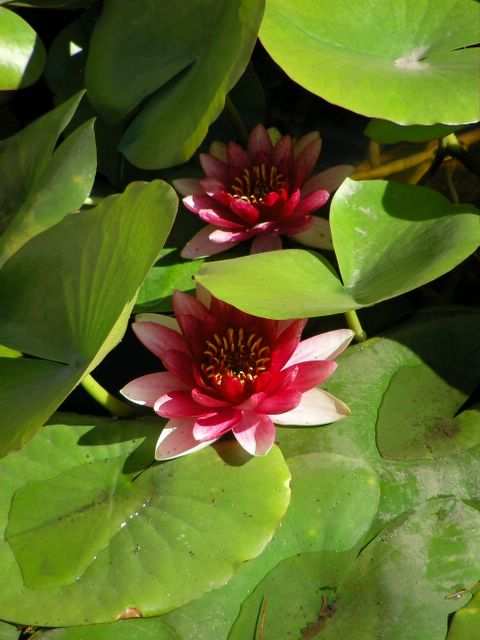 Peking