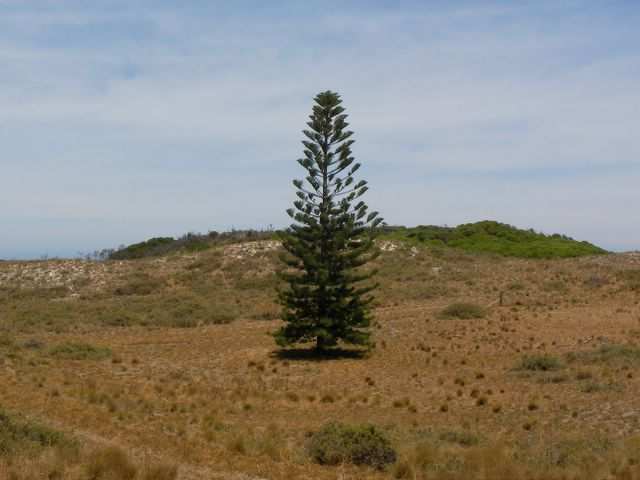 Vereinzelter Weihnachtsbaum-Aspirant.