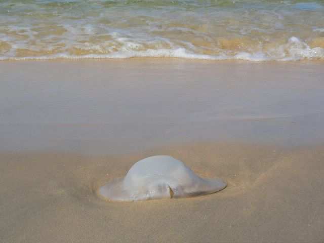 Monsterqualle als Strandgut